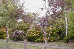 Blomster/rhododendron-have i nærheden af hotellet
