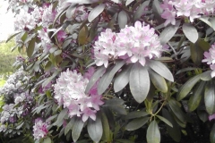 Blomster/rhododendron-have i nærheden af hotellet